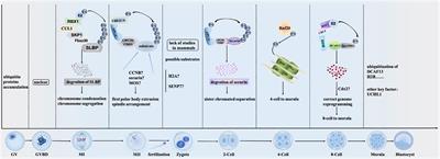 Post-Translational Modifications in Oocyte Maturation and Embryo Development